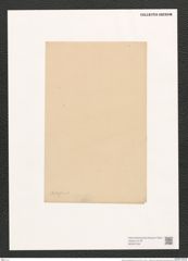 Navicula robertsoniana Grev. (de-Toni-Nr.: Genus 1, Species 347) Zeichnungen Sammlung Grunow (NHMW-BOT-W0367208)